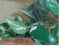 Critter from Texas 2