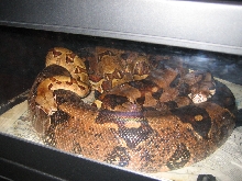 Boa Lovin
