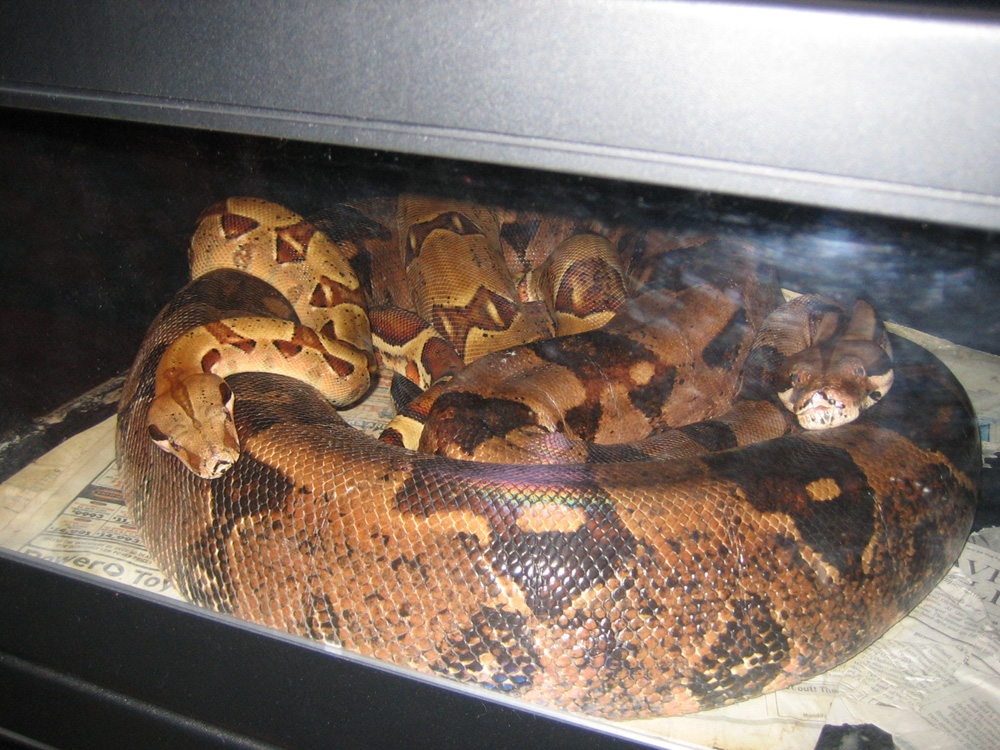 Boa Lovin