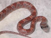 Sunkissed Bloodred 1