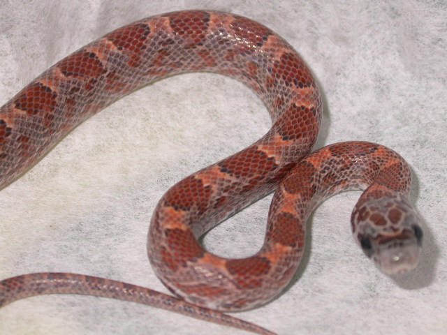 Sunkissed Bloodred 1