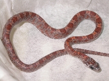 Sunkissed Bloodred 2