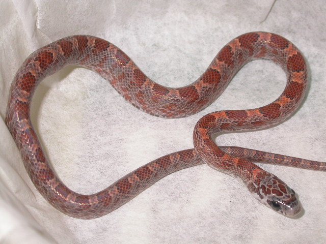 Sunkissed Bloodred 2
