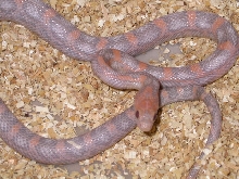 Sunkissed Hypo Lavender