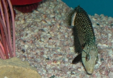 Saltwater - Austin Aquariums
