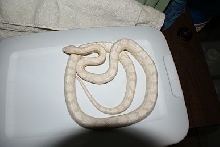 Female Cream Dip 1