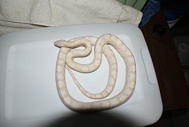 Female Cream Dip 1