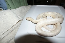 Female Cream Dip 2