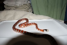Female Pyro Knoblochi
