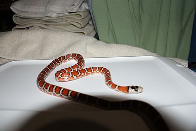 Female Pyro Knoblochi