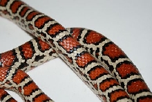 Female Pyro Knoblochi (High Black)