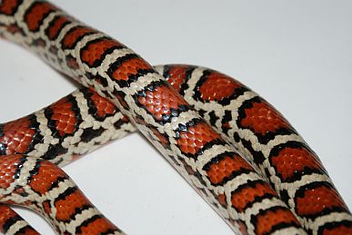 Female Pyro Knoblochi (High Black)