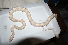Male Cotton Candy