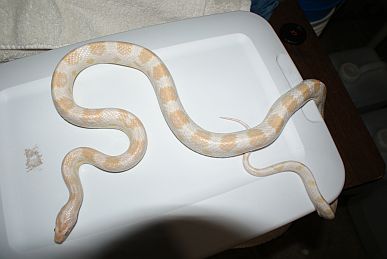 Male Cotton Candy