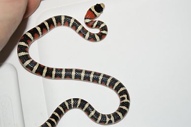 Male Pyro(smallest but best crossovers)