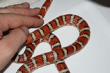 Male Pyro Knoblochi