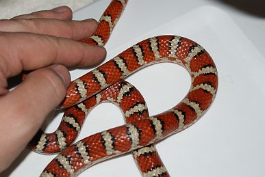 Male Pyro Knoblochi