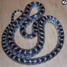 Anery Red Banded Wolf Snake