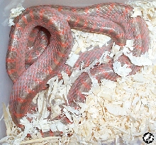 Hypo Red Banded Wolfsnake