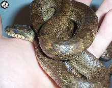 Korean Ratsnake