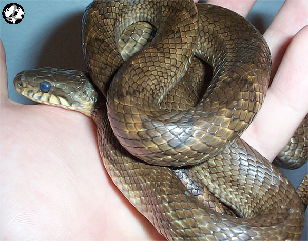Korean Ratsnake