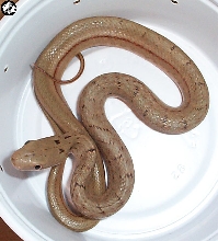 Elaphe carinata