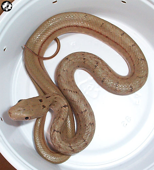 Elaphe carinata