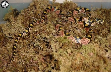 Hunan Mandarin Ratsnake
