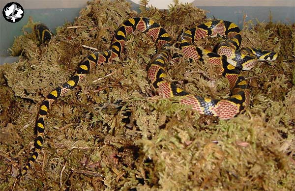 Hunan Mandarin Ratsnake