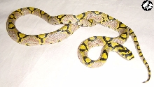 Sichuan Mandarin Ratsnake