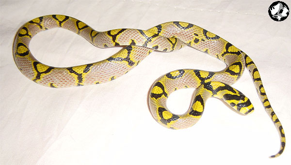 Sichuan Mandarin Ratsnake