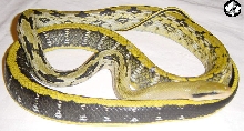 Elaphe taeniura