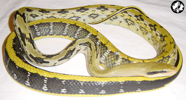 Elaphe taeniura
