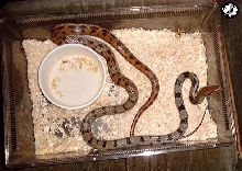 Mystery Ratsnake