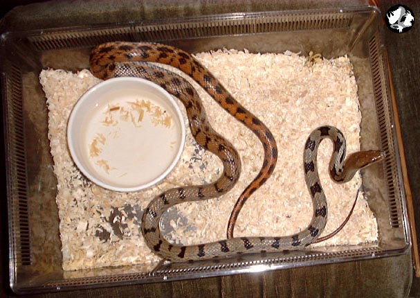 Mystery Ratsnake