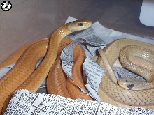 1.1 Albino Striped Indo Chinese Ratsnakes