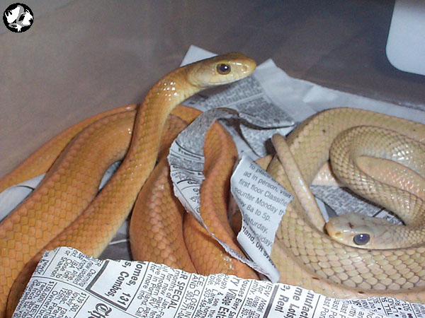 1.1 Albino Striped Indo Chinese Ratsnakes