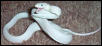 leucy texas rat