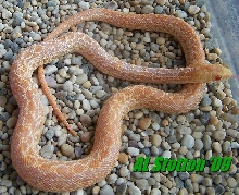2008 muted albino annectans