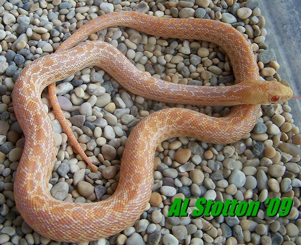 2008 muted albino annectans