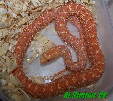 '08 WTF albino