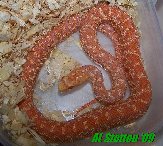 '08 WTF albino