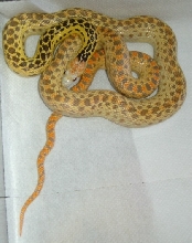 F1 super Hypo