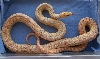 albino het annectans