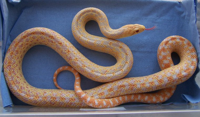 albino het annectans