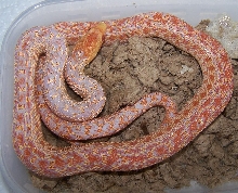 2 x albino annectans