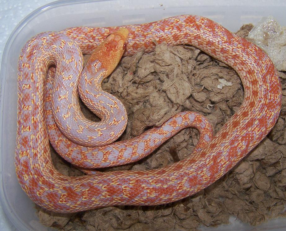 2 x albino annectans
