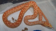 doublealbinoannectans