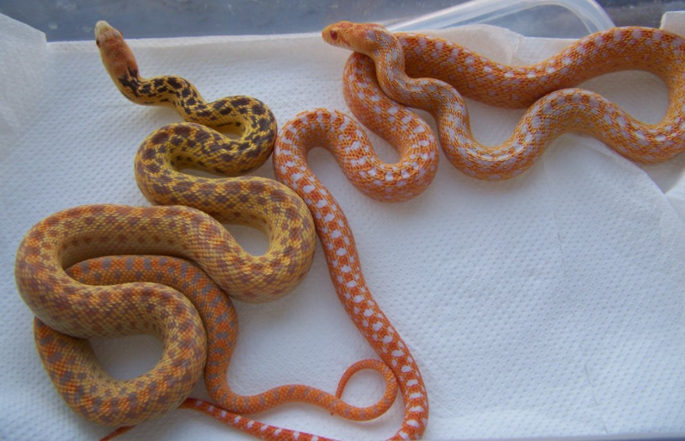 hypo and albino yearlings