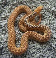 2008 superhypo